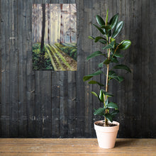 Load image into Gallery viewer, Family of three, forest walk fine art print