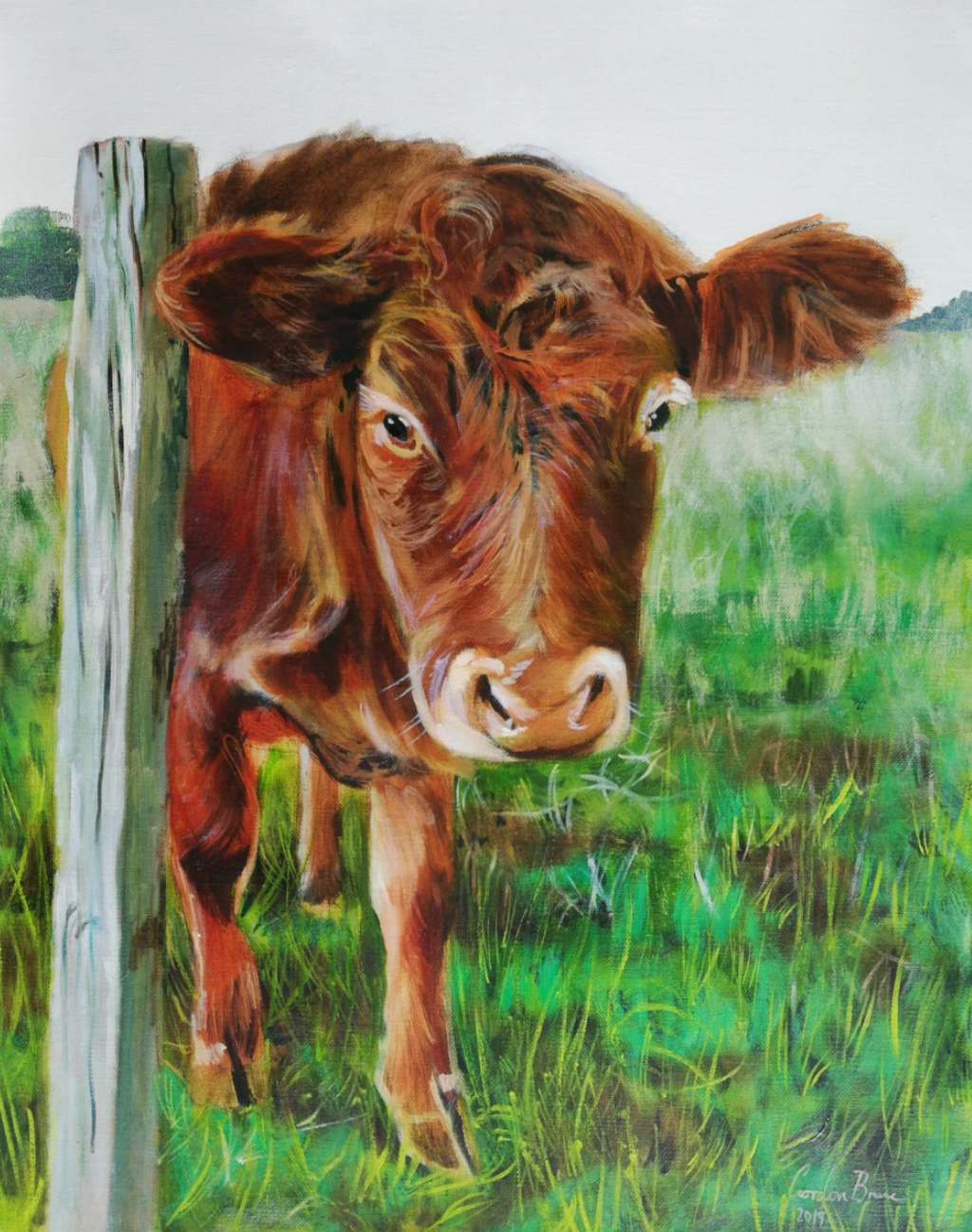 Brown Aberdeenshire cow painting by Gordon Bruce